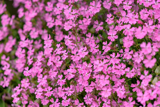 Pink flowers of the Silene pendula