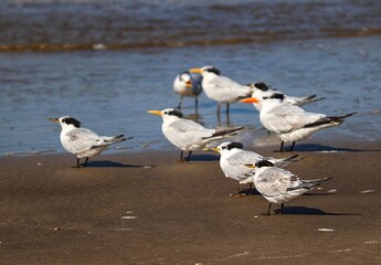 The beauty of Cabot's terns found in Barra de Tramandaí in Rio Grande do Sul, Brazil.
