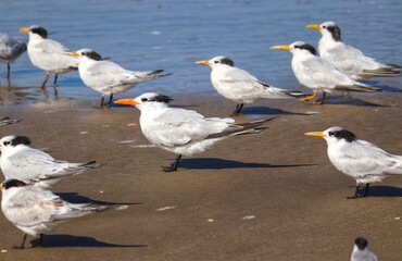 The beauty of Cabot's terns found in Barra de Tramandaí in Rio Grande do Sul, Brazil.