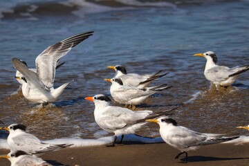 Obraz premium The beauty of Cabot's terns found in Barra de Tramandaí in Rio Grande do Sul, Brazil.