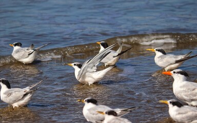 The beauty of Cabot's terns found in Barra de Tramandaí in Rio Grande do Sul, Brazil.