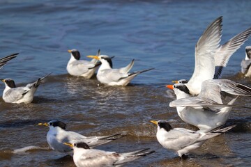 The beauty of Cabot's terns found in Barra de Tramandaí in Rio Grande do Sul, Brazil.