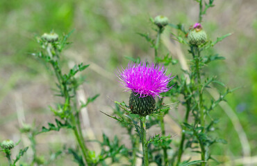 Thistle- closeup