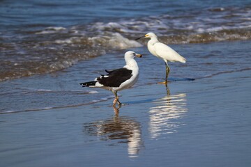 Beautiful adult Kelp Gull found in Barra de Tramandaí in Rio Grande do Sul, Brazil.