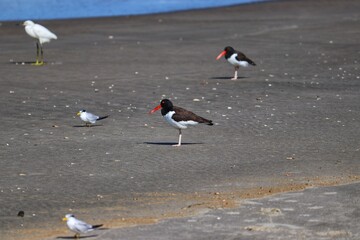 The beauty of American oystercatchers found in Barra de Tramandaí in Rio Grande do Sul, Brazil.