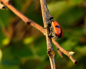 le gendarme coccinelle au croisement