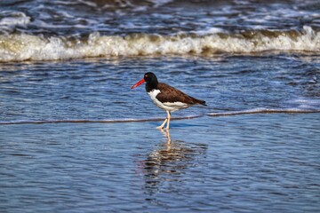 The beauty of American oystercatchers found in Barra de Tramandaí in Rio Grande do Sul, Brazil.