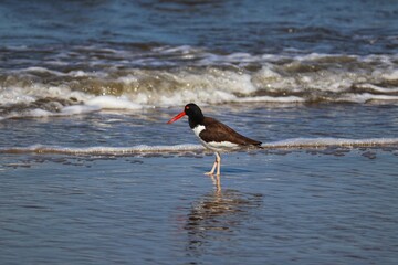 The beauty of American oystercatchers found in Barra de Tramandaí in Rio Grande do Sul, Brazil.