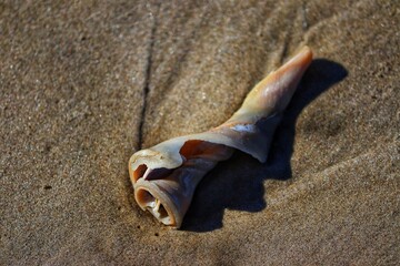 Obraz premium Shells found by the sea at Barra de Tramandaí in Rio Grande do Sul, Brazil.