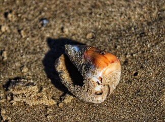 Shells found by the sea at Barra de Tramandaí in Rio Grande do Sul, Brazil.