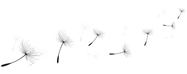 Vector illustration dandelion time. Black Dandelion seeds blowing in the wind. The wind inflates a dandelion isolated on white background.