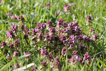 Obraz premium Flowering purple dead-nettle (Lamium purpureum) plants in meadow. April, Belarus