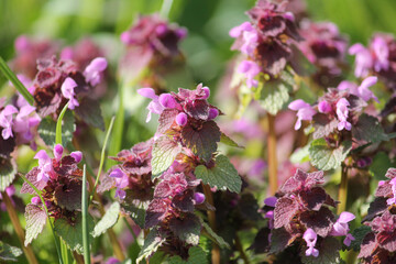 Flowering purple dead-nettle (Lamium purpureum) plants in meadow. April, Belarus