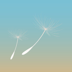 Vector illustration of dandelion time. White Beautiful Dandelion seeds blowing in the wind. The wind inflates a dandelion isolated in editable background.