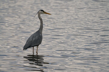 Watender Graureiher in einem flachen Gew&auml;sser bei der Nahrungssuche auf der Jagd nach Fischen, Ardea cinerea