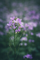 cuckoo flower purple wildflower in the meadow