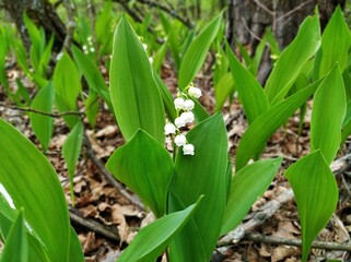 lily of the valley