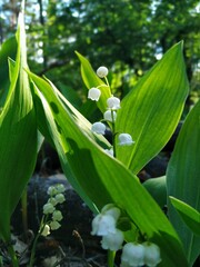 Obraz premium lily of the valley
