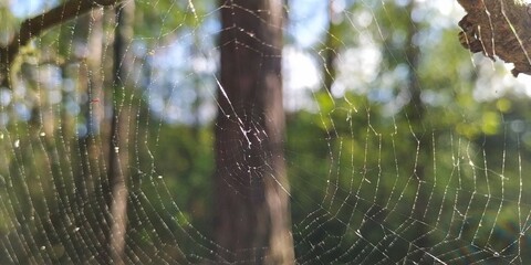 morning in the forest