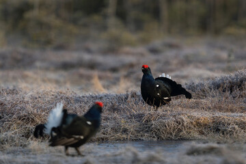 Black grouse on the meadow. Grouse during mating call. Ornithology in Sweden. 