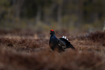 Black grouse on the meadow. Grouse during mating call. Ornithology in Sweden. 