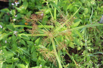 growing puzzle grass that grows wild