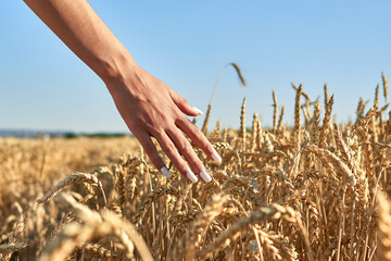 A woman with white painted fingernails strokes the ears of ripe wheat as she strolls through a cereal field on a summer afternoon.