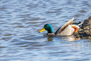 Obraz premium Female mallard or wild duck (Anas platyrhynchos) swimming in a pond