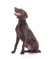 Young German Shorthaired Pointer sitting