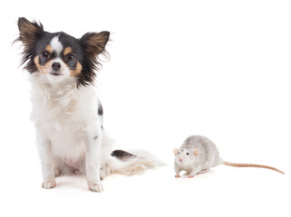 Cute bicolor rat with a chihuahua