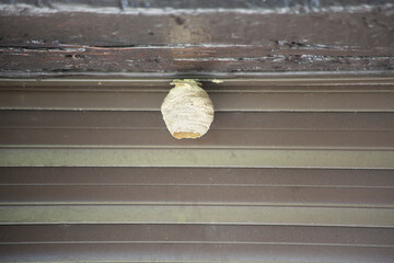primary nest of Vespa velutina installed in the rafter of a shuttered window of an infrequently...