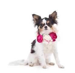Chihuahua with a flower crown