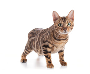Portrait of a brown bengal cat
