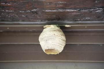 close-up of a primary vespa velutina nest installed in the beam of a house