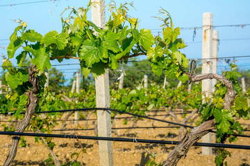 Fototapeta na wymiar Young vineyard in spring