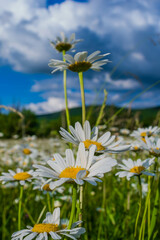 Field daisies