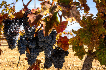 Harvesting grapes
