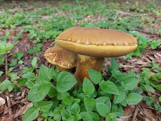 boletus, sand boletus on a meadow