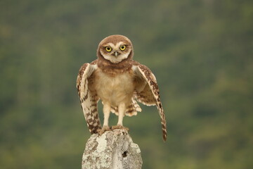 Burrowing Owl - Coruja Buraqueira - Athene cunicularia