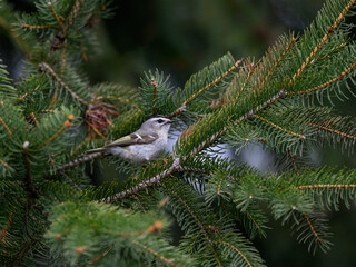 Golden-crowned Kinglet Perched on Pine Tree Branch in Spring