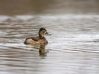 Female Ring-necked Duck swimming on pond in spring