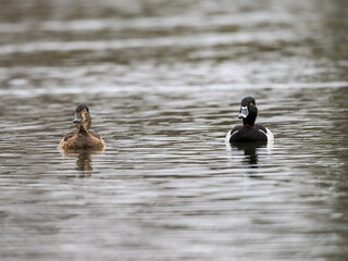 Male and female Ring-necked Ducks swimming on pond in spring
