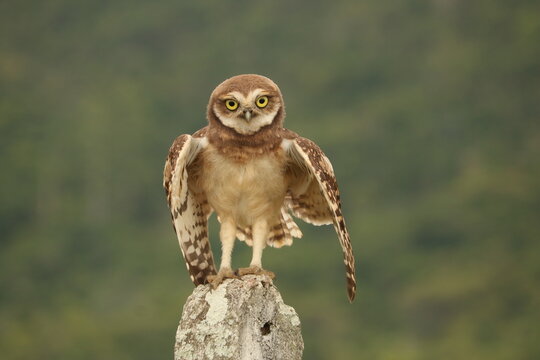 Burrowing Owl - Coruja Buraqueira - Athene cunicularia