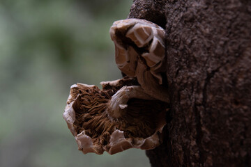 a tree