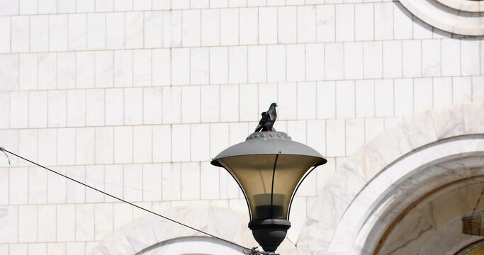the pigeon stands on a light pole in the strong wind where its feathers flutter