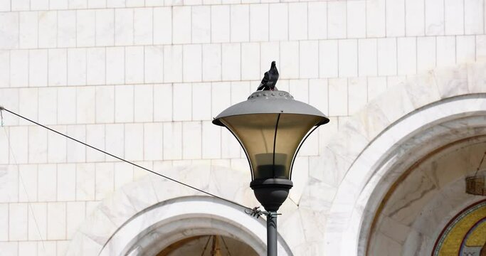 the pigeon stands on a pole in the strong wind outside