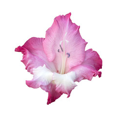 Pink gladiolus flower isolated on white background - obrazy, fototapety, plakaty