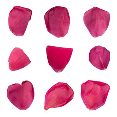 Collection of rose flower petals isolated on white background
