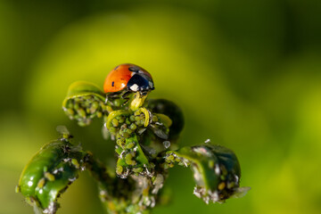 Detail of a ladybug on a sprout of green leaves full of aphids