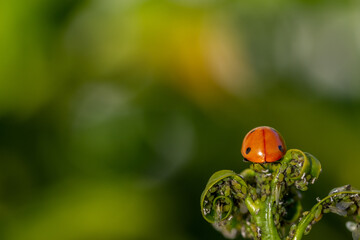 Natural pest control: Rear view of a ladybug on a sprout of green leaves full of aphids